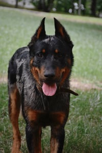 Blu Boy