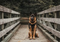 Gunner