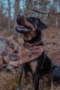 Bella