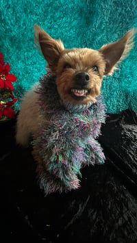 Yogi