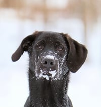 Shiloh