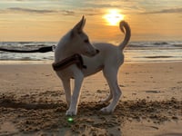 Nova