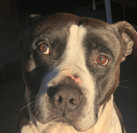 Roscoe