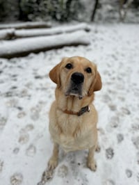 Archie