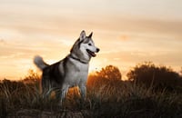Logan