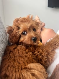 Suki