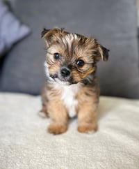Boo Bear