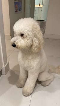Lulu