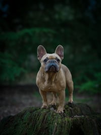 Rocco