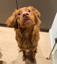 Didi