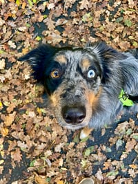 Mylo