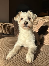 Baxter