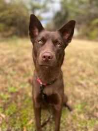 Tango