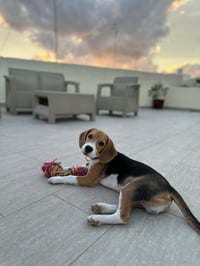 Bruno