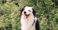 Bob