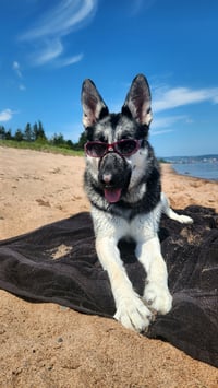 Lily the Shep