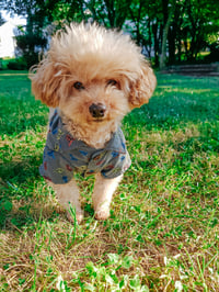 Schmillie