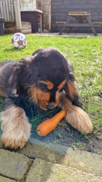 Gino