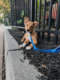 Chipollini