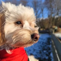 Merlin