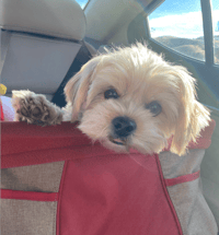 Rupert