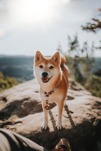 Kuma