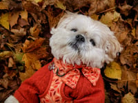Teddie