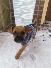 Canelo
