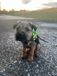 Bryn