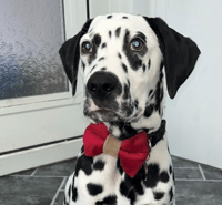 Pongo