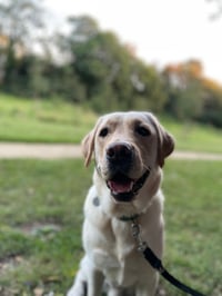 Alf