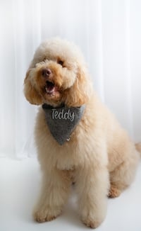 Teddy