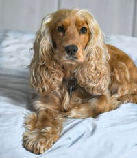 Lola