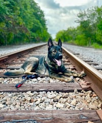 Hachi