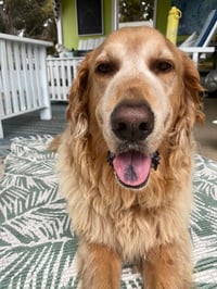 Duke
