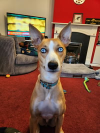 Rusty
