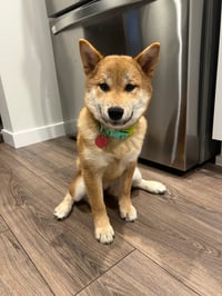 Kuma