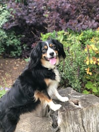 Rosie