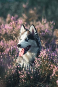 Bodhi