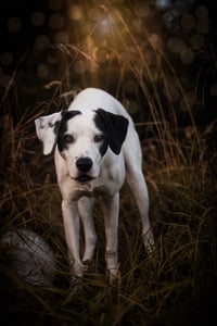 Kona