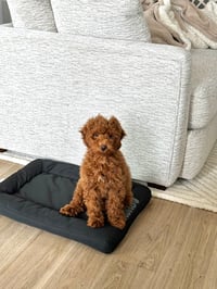 Canelo