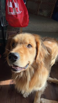 Bowie