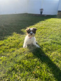 Mocha frappé