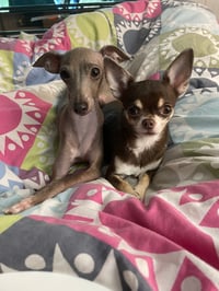 Jasmine and Rose