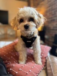 Murphy