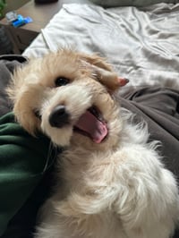 Milo