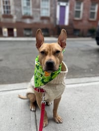 Gisele Munchkin