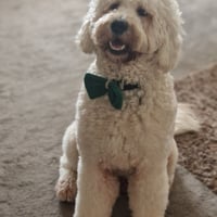 Rex