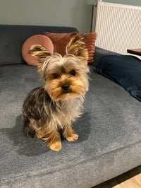 Tuur