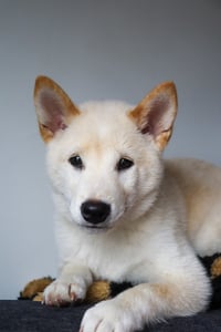 Yuji